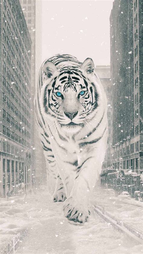 White Tiger Wallpapers and Backgrounds 4K, HD, Dual Screen