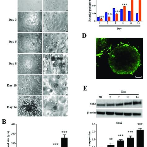 Formation And Growth Of Human Endometrial Epithelial Cell Spheroids In