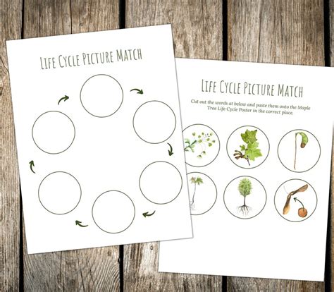 MAPLE TREE Life Cycle, Nature Study, Homeschool Printable, Instant ...