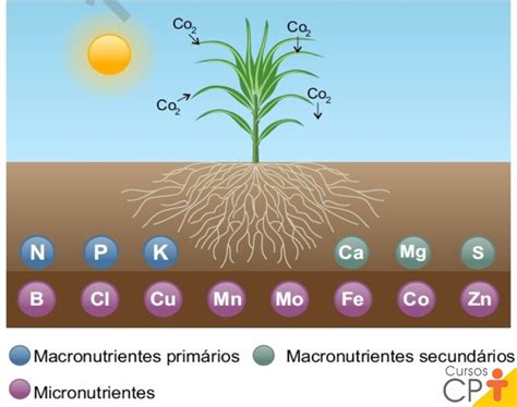 Tem Nutrientes Que Ajudam No Crescimento Da Planta - Como a análise do solo ajuda no crescimento das plantas? Eu te explico ...