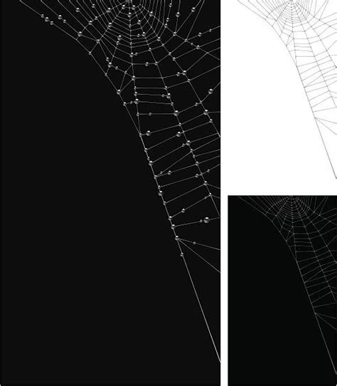 1400 Corner Spider Web Silhouette Stock Photos Pictures And Royalty