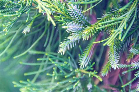 Abies concolor seed | BELL Garden Company,Wholesale Plant seeds,Alive ...