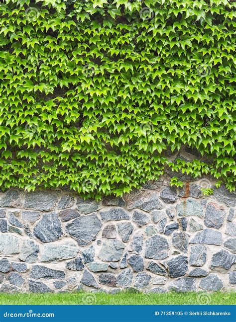 Green ivy on brick wall stock image. Image of close, building - 71359105
