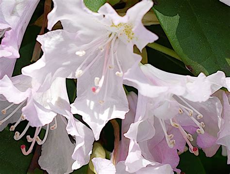 Nadezda's Gardening and Craft