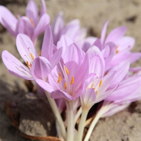 Colchicum Byzantinum Buy Plants At Coolplants