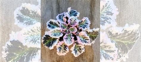 Комнатное растение фиалка ле - Галатея купить в Москве | Товары для ...