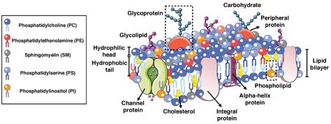 Biomolecules Free Full Text Modeling Membrane Curvature Generation