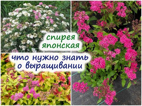 Спирея японская: советы по выращиванию – как ухаживать и с чем можно ...