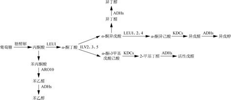 白酒酿造中杂醇油调控技术的研究进展
