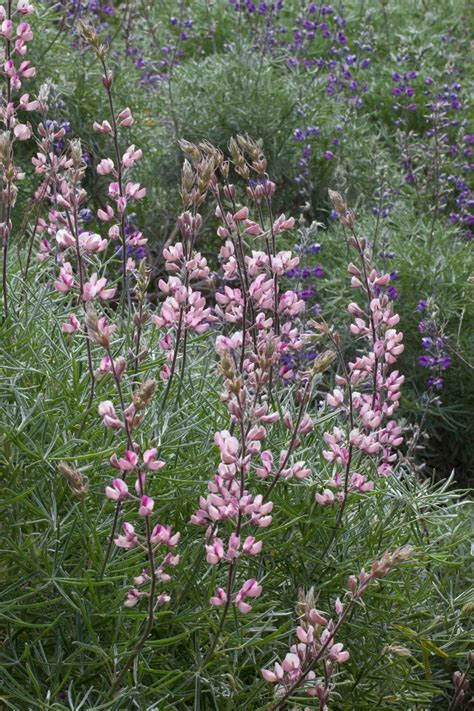 Fabaceae-lupine-per – MonFlora