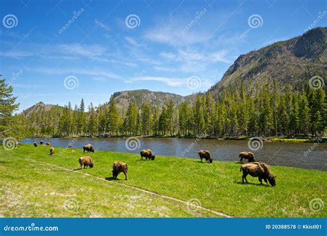 Buffalo Herd Ranges in Yellowstone Stock Photo - Image of buffalo ...