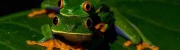 13 Fascinating Frog Facts For Ribbiting Revelations