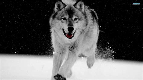 Wolf Backgrounds For Desktop