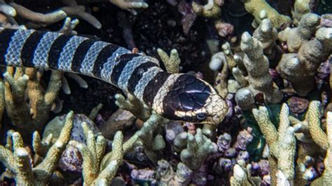 Banded Sea Krait Fact & Information Guide - American Oceans