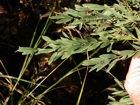 Amorpha fruticosa (Fabaceae) image 12586 at PhytoImages.siu.edu