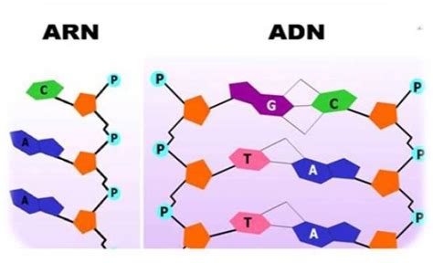 Cuadros Comparativos Entre Arn Y Adn Cuadro Comparativo