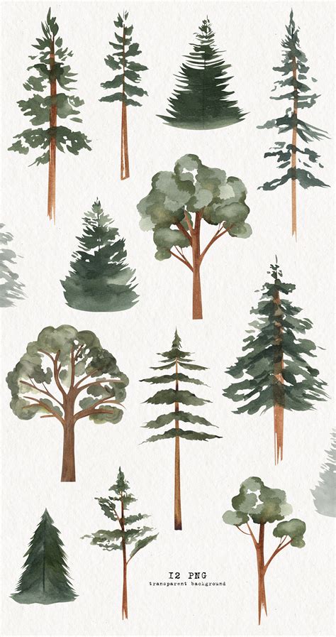 Watercolor Tree Clipart Png Forest Digital Illustration Woodland Fir Pine Evergreen Wedding