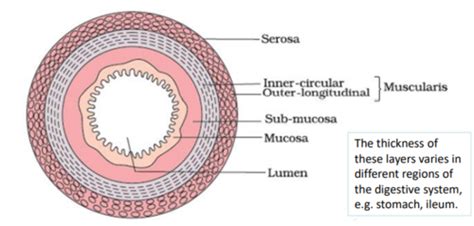 Biology Adaptations For Nutrition Flashcards Quizlet