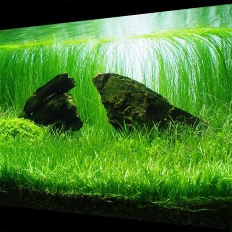 Розеточные Эхинодорус нежный (Echinodorus tenellus) купить в Киеве и ...