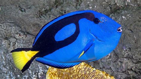 Aquarium Of The Pacific Online Learning Center Palette Surgeonfish