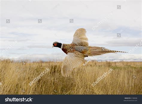 Ringneck Pheasant Flying In The Field Stock Photo 2180608 Shutterstock