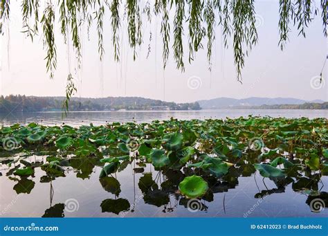 Lily Pads In Hangzhou Lake China Stock Image Image Of Tree Branches
