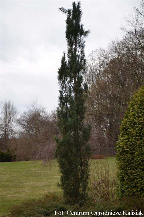 Pinus sylvestris 'Frensham' Sosna pospolita