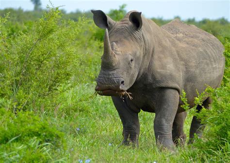 Welcome To The Wild World Of Rhino Conservation Our World