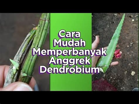 Cara Mudah Memperbanyak Anggrek Dendrobium Youtube