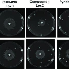 Inhibitors of fatty acid biosynthesis rescues growth of cells depleted ...