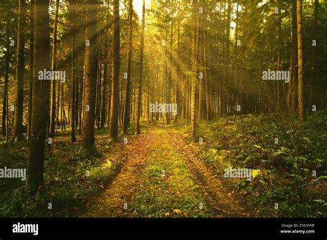 Beautiful Green Forest With Sun Rays Coming Through Trees Background