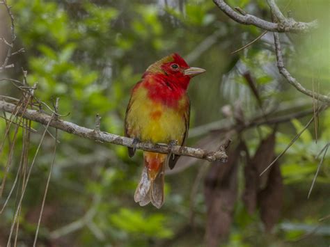 How Birds Turn Red E Science News