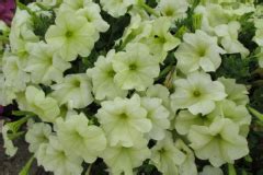 Петуния мультифлора Debonair Lime Green/ Дебонаир Лайм Грин