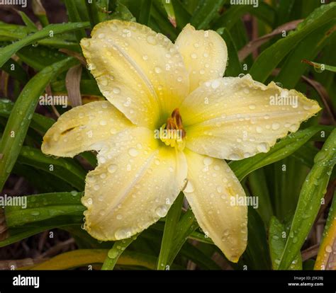 Taglilien Hemerocallis Bikini TOP Bei Mercer Arboretum Und