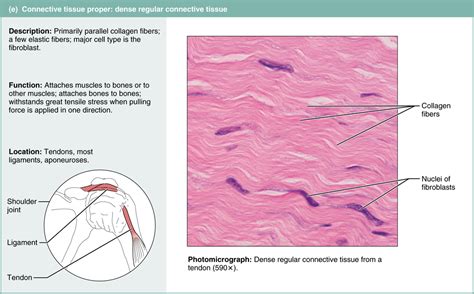 Collagen Connective Tissue