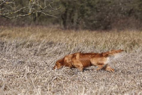 Windmill Farms Golden Retrievers Puppy Page