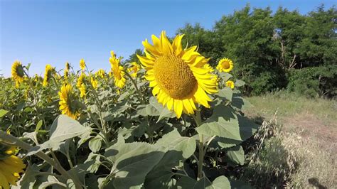 Ищем место на поздний подсолнечник июль 2017 - YouTube