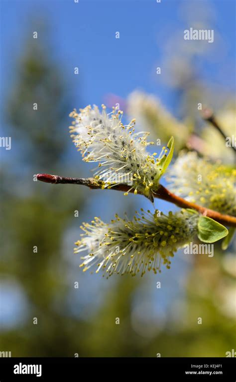 American Pussy Willow Salix Discolor Stock Photo Alamy