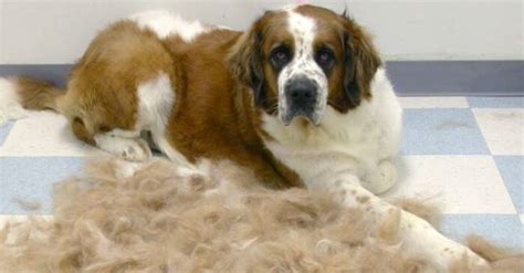 Линька у собак: время, как вычесывать, уход, что делать если собака ...