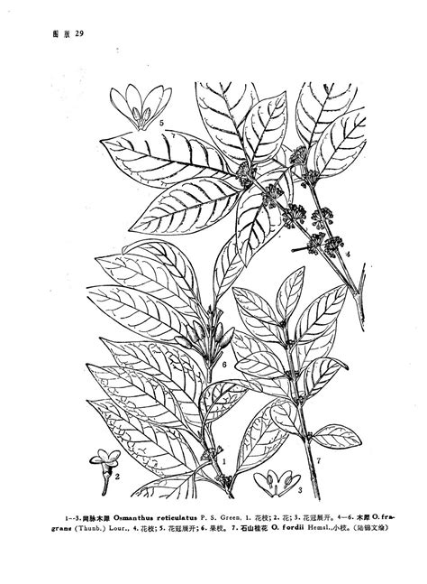 Osmanthus Fragrans Thunb Lour