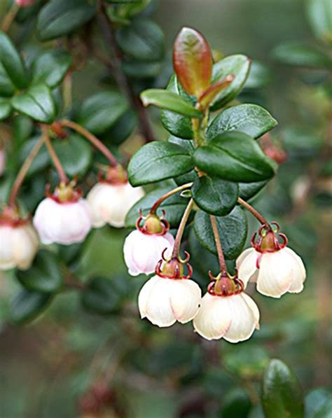 Rare Chilean Guava / Murtilla Ugni Molinae Fruit 10 Seeds - Etsy in ...