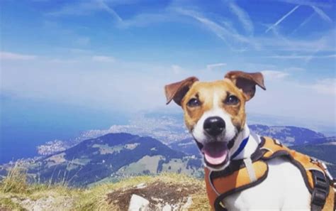 Randonner Avec Son Chien En Suisse Romande