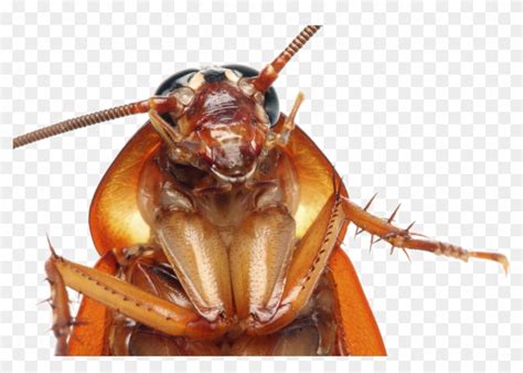 Cockroach Png Transparent Images - Cockroach Face Close Up, Png ...