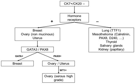 The Diagnostic Algorithm In Female Patients With Ck Ck Cups