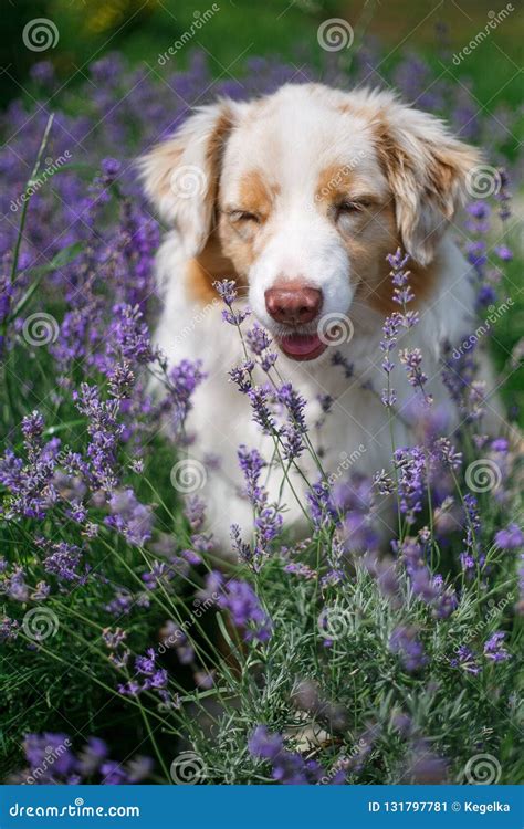 Portrait Of A Dog In Blossoming Lavender Stock Image Image Of Color