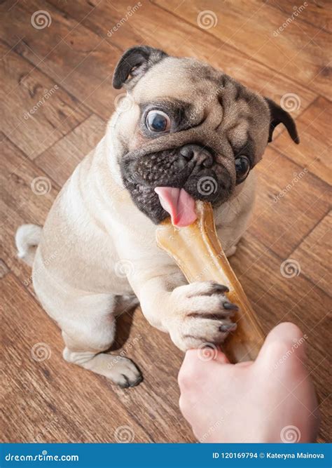 A Cute and Funny Pug Dog Keeps His Favorite Dainty Bone and Chews it