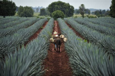 Dónde hay más Patrimonios de la Humanidad en México Matador Español