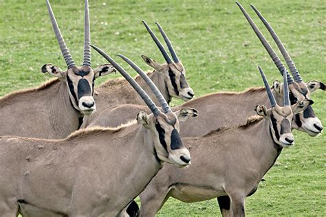 Oryx San Diego Zoo Animals And Plants