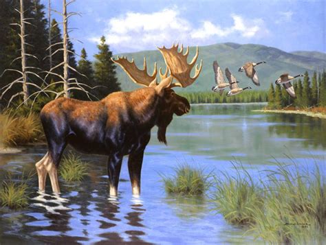 North American And European Wildlife Wildlife Artwork Wildlife