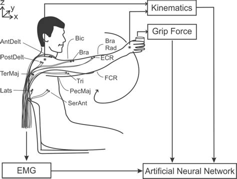 Experimental Setup Surface Emg Signals From Arm Muscles Kinematic